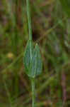 Largeleaf rose gentian